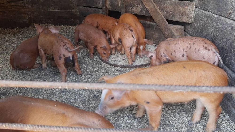 Поросята мясного напрямку