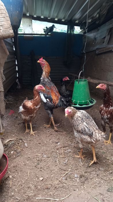 Indio gigante/polaco gigante