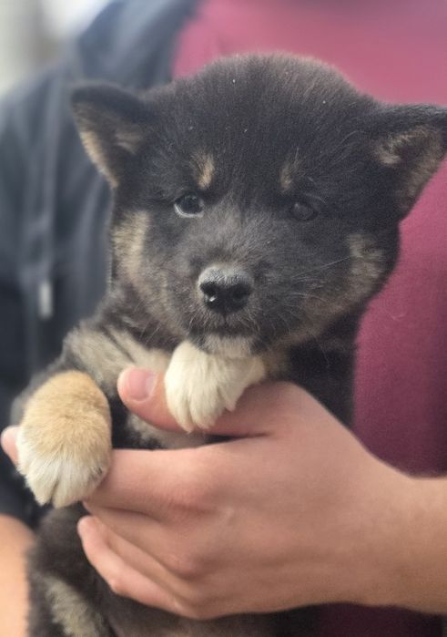 Shiba Inu czarny piesek ! Możliwy transport!  Gotowy do odbioru!