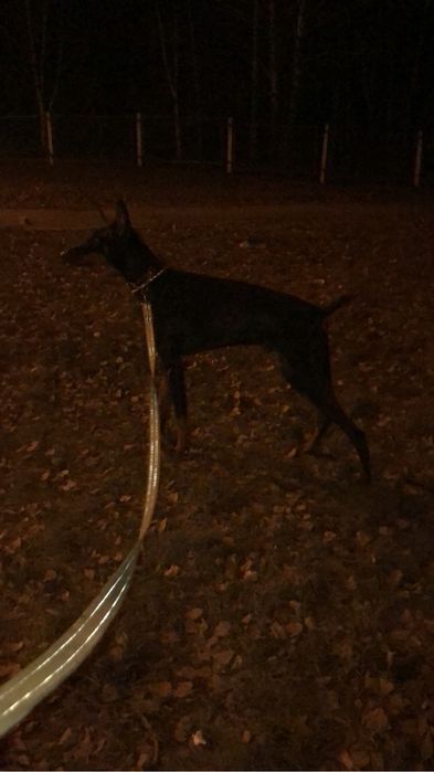 Продам добермана