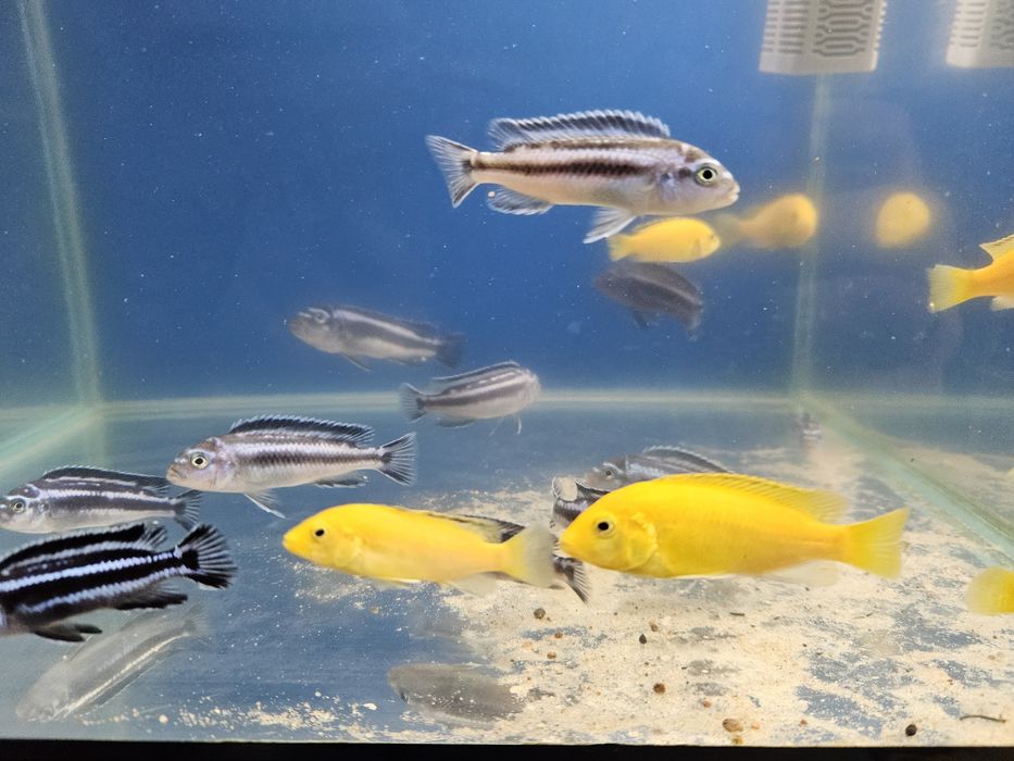 Pyszczak yellow i maingano