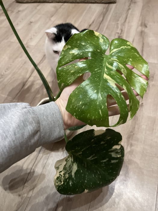 Monstera deliciosa thai constellation CAŁA ROŚLINA