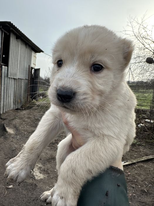 Продам чистокровного цуценя алабая