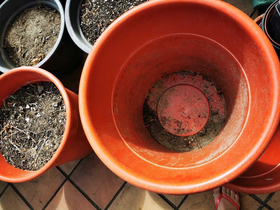 Vasos de plantas todos os tamanhos