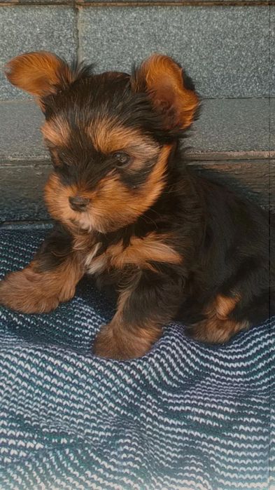 Шукаємо дівчинку для в'язки . Міні Йорк .