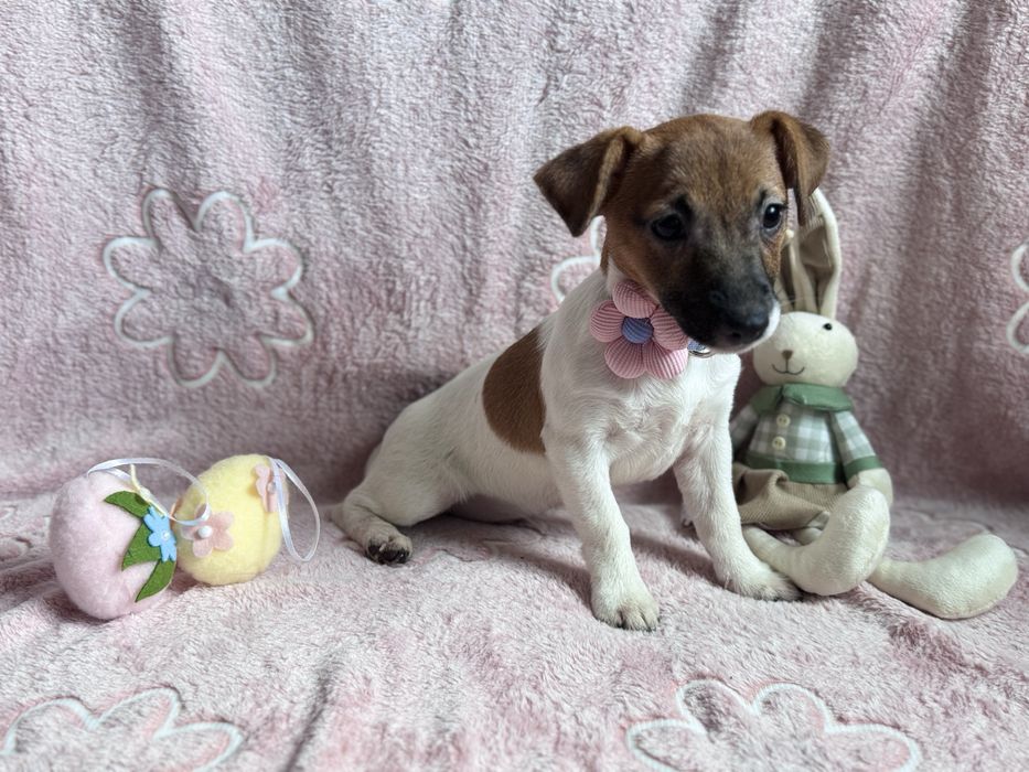 Jack Russell Terrier - SUNIA gotowa do odbioru