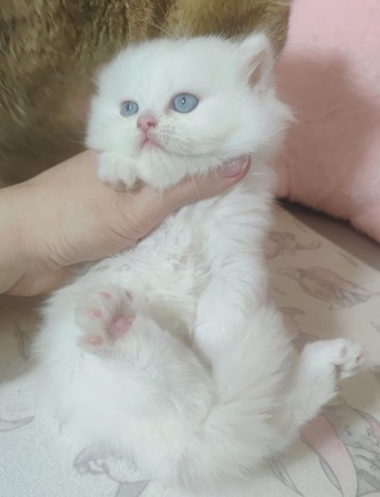 Хлопчик білий з блакитними очима.  Котёнок,  кошенята