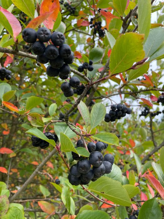 Aronia świeżo zrywana