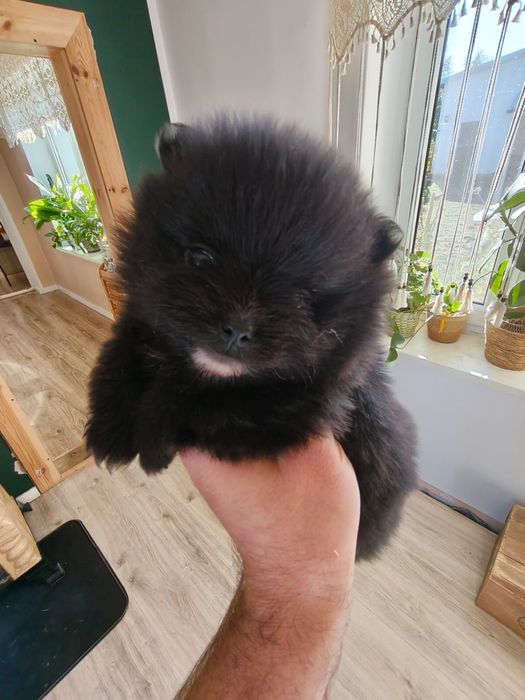 Szpic miniaturowy pomeranian suczka