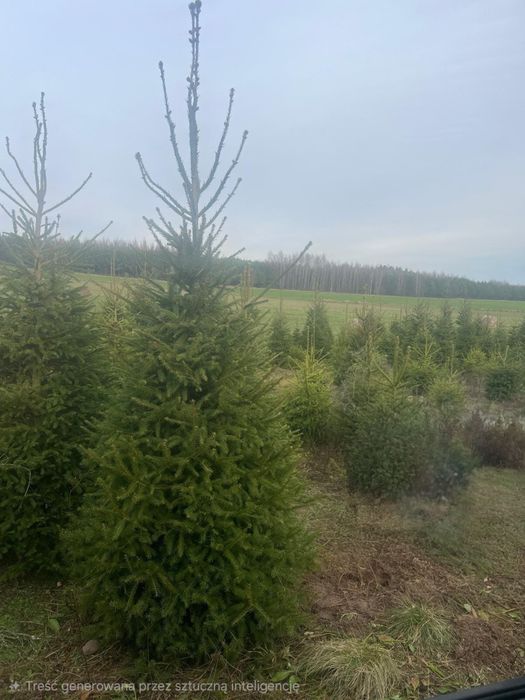 Choinki Świerk Pospolity formowany Plantacja