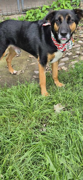 Piesek okolo 7 lat