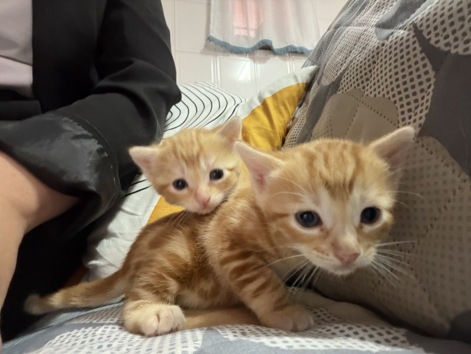 Casal de gatos para adocao