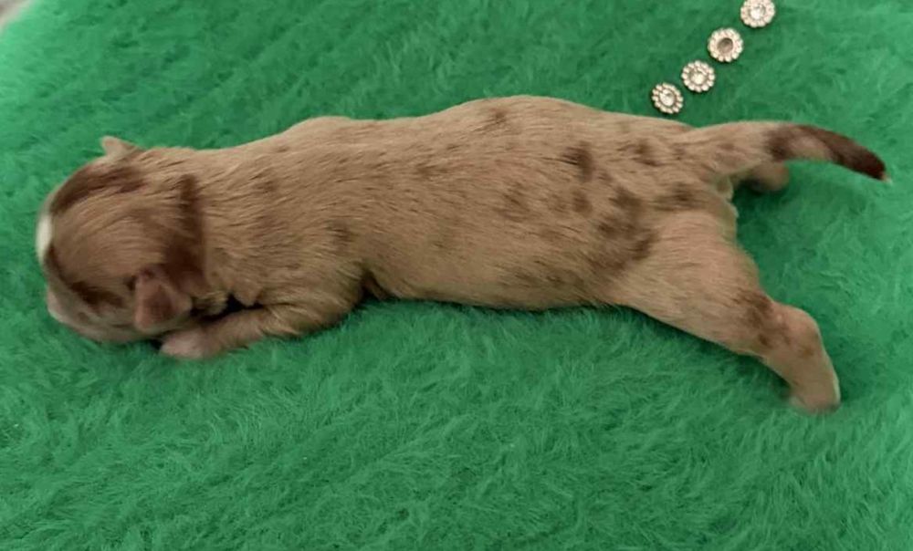 Chihuahua długowłosy  piesek  o wyjątkowym umaszczeniu Choco merle