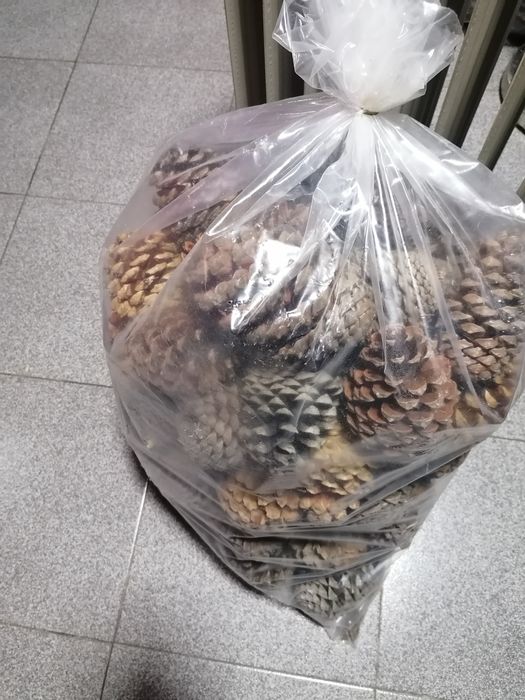 Tenho pinhas para Vender