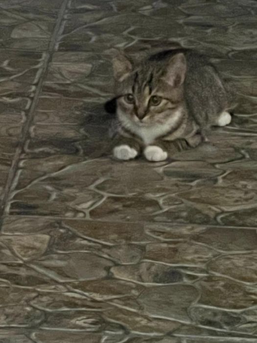 Отдам котят в хорошие руки