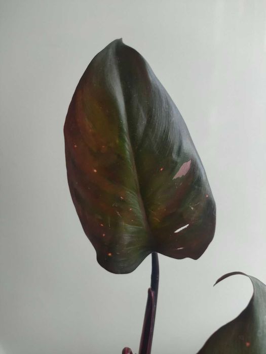 Філодендрон рожева принцесса Pink Princess