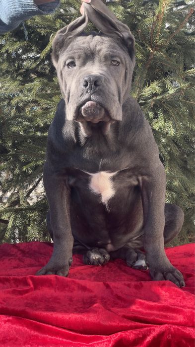 Кане корсо дівчинка