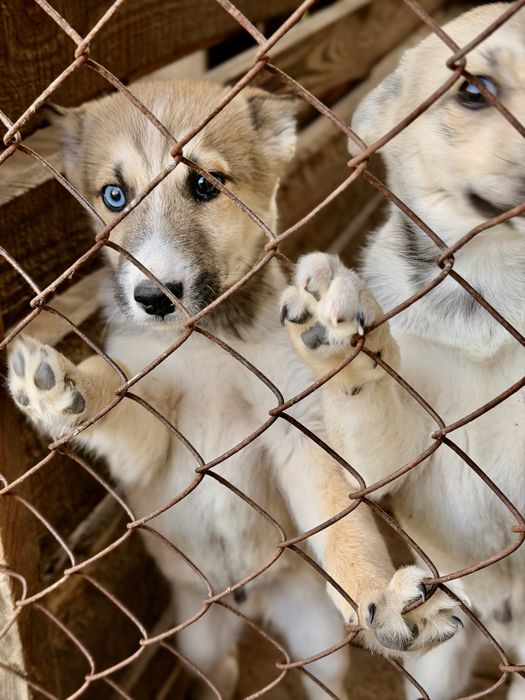 Помісь хаски з великим собакою без породи