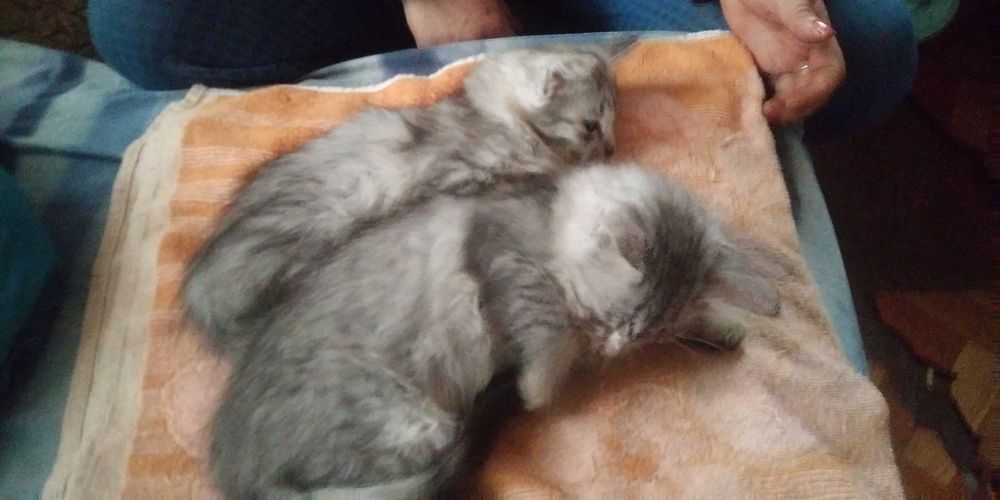 Відам у добрі рукі на пів пухнастих кошенят 3 міс