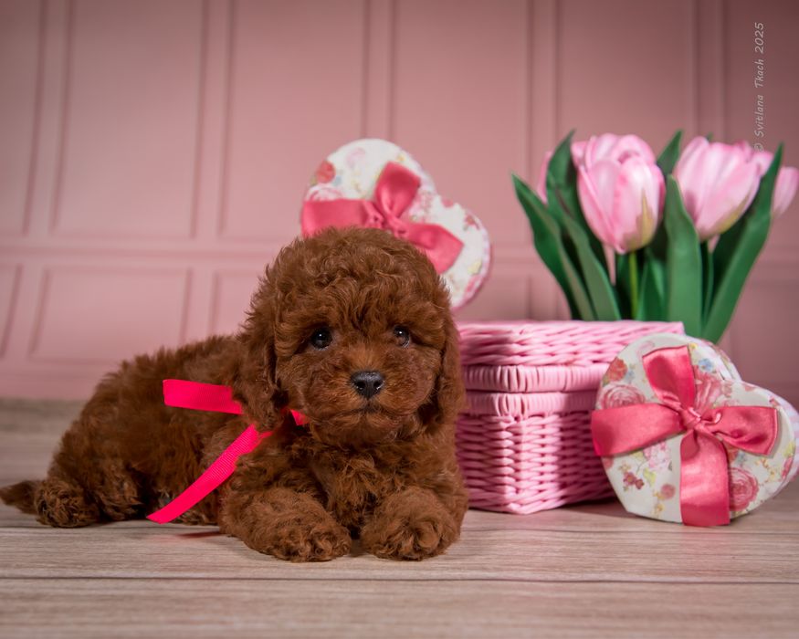 Той пудель КСУ готові до переїзду