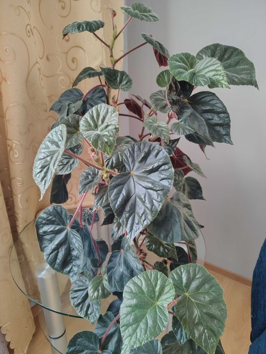 Begonia bordowe liscie