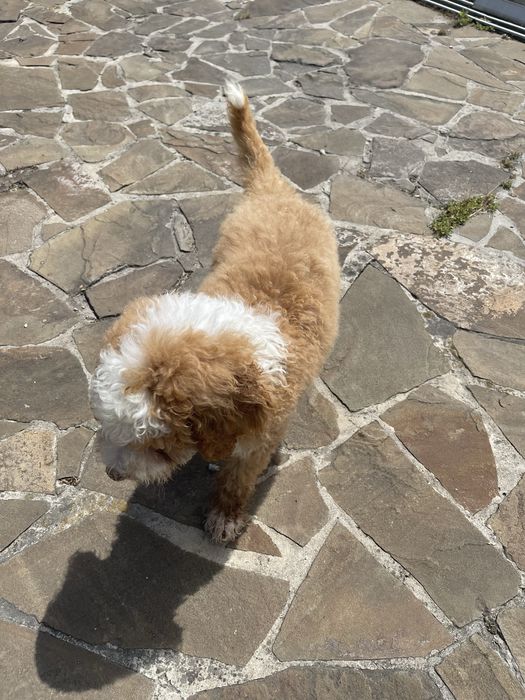 Лабродудлі цуценята та підлітки