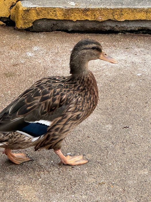 Pato cruzado mignon x pompom (é pequeno)
