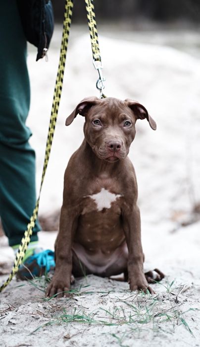 АПБТ , Питбуль , Американський пітбультер'єр , Цуценя пітбуля