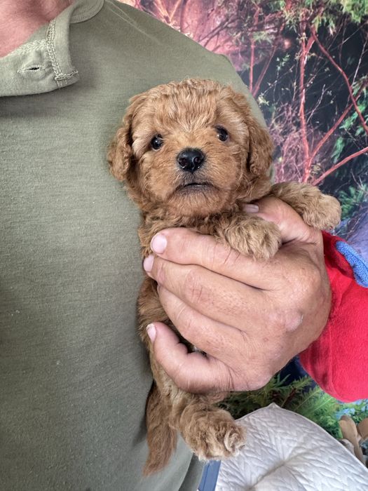 Poodle Mini Toy e Toy Vermelho