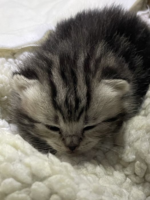 Шотландские котята короткошерстные, ласковые.