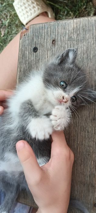 Віддам маленьких  котиків