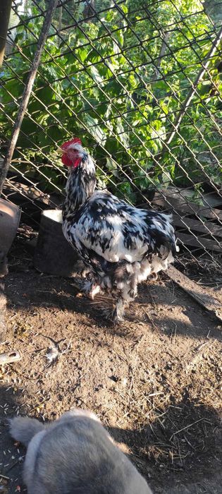 Півник кохінхін мармуровий