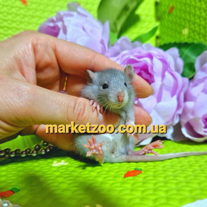 крыски Дамбо и Дамбо рекс,крысы,крысята,голубая прямоушка,щур,щури