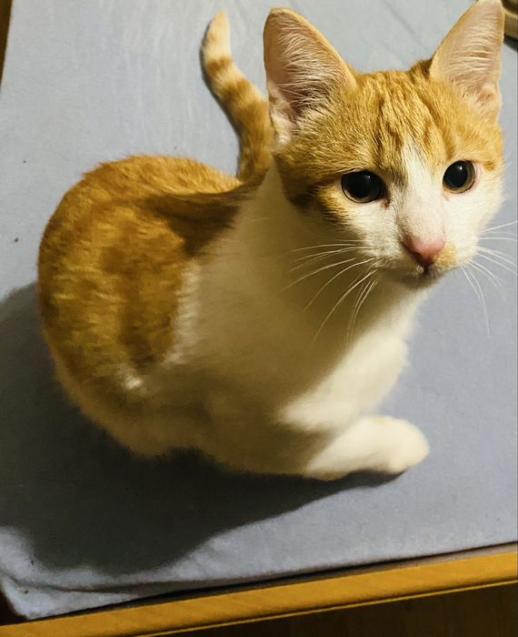 Віддам кошенятко в люблячу сім’ю