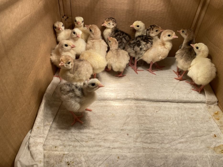 Інкубаційне яйце домашніх індиків 40грн