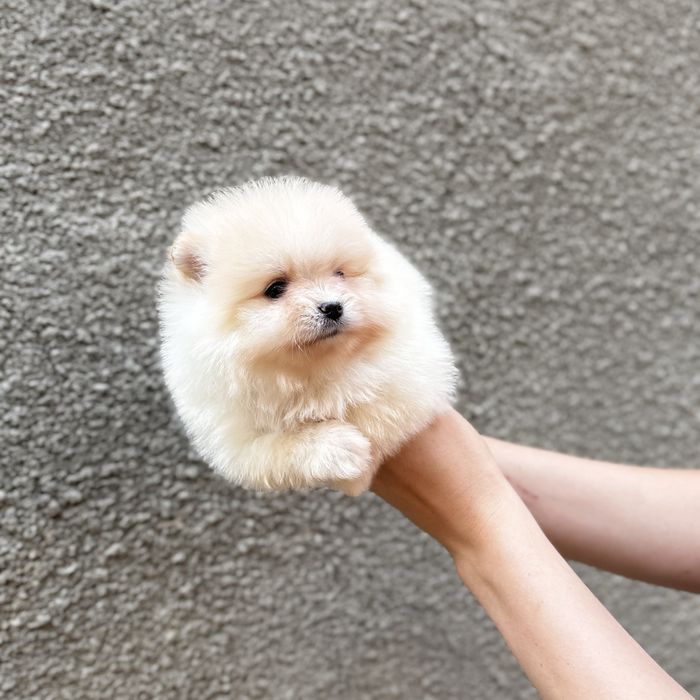 чарівна дівчинка шоу классу