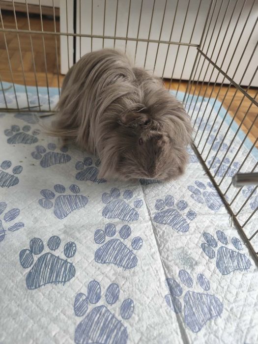 Świnka morska samiczka