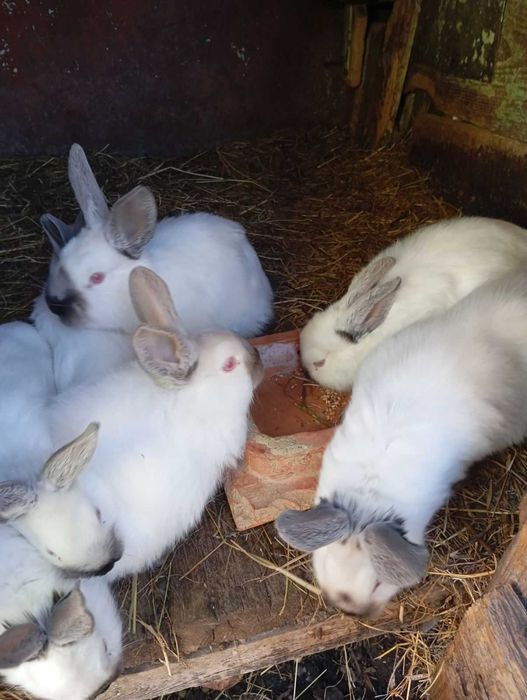 Продаються кролики каліфорнійці