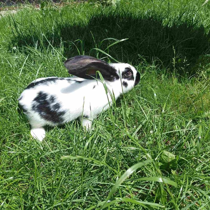 Кролі кролики строкача