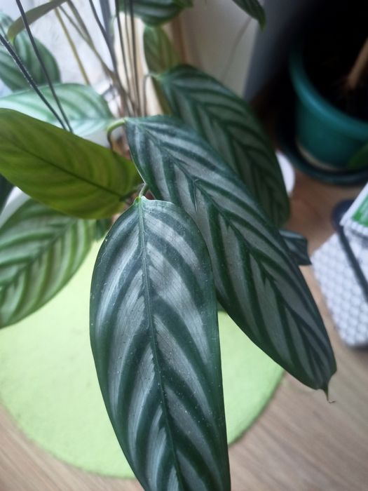 Conjunto de 3 plantas