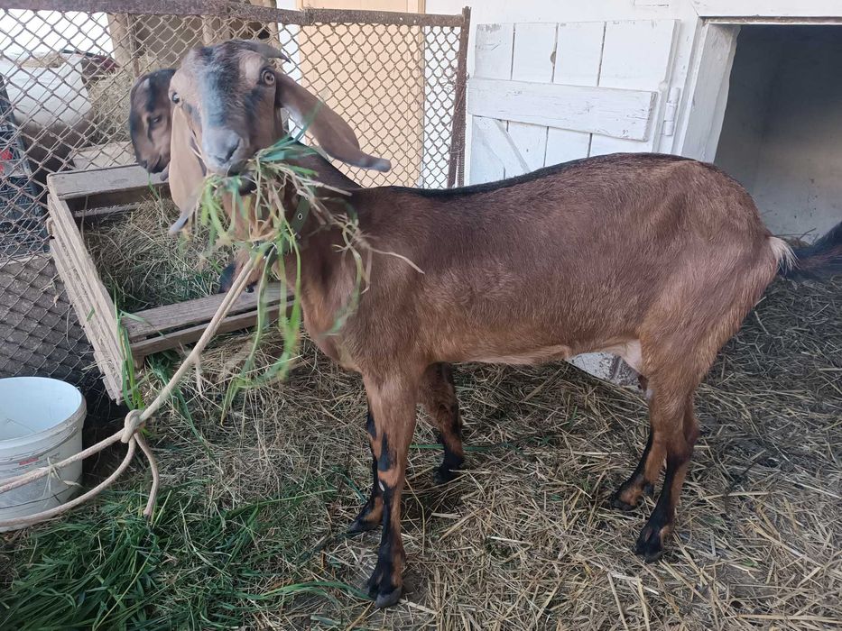 Терміново! Англо-нубійська коза з кошенятко(дівчинка)
