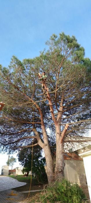 Limpeza de terreno jardim