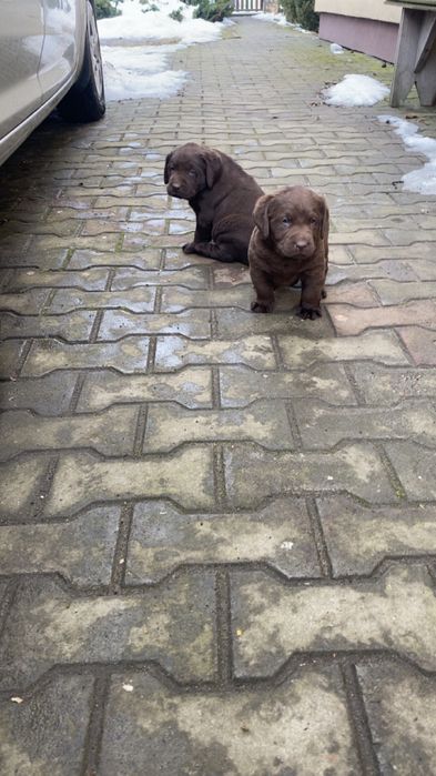 Piesek labrador czekoladowy