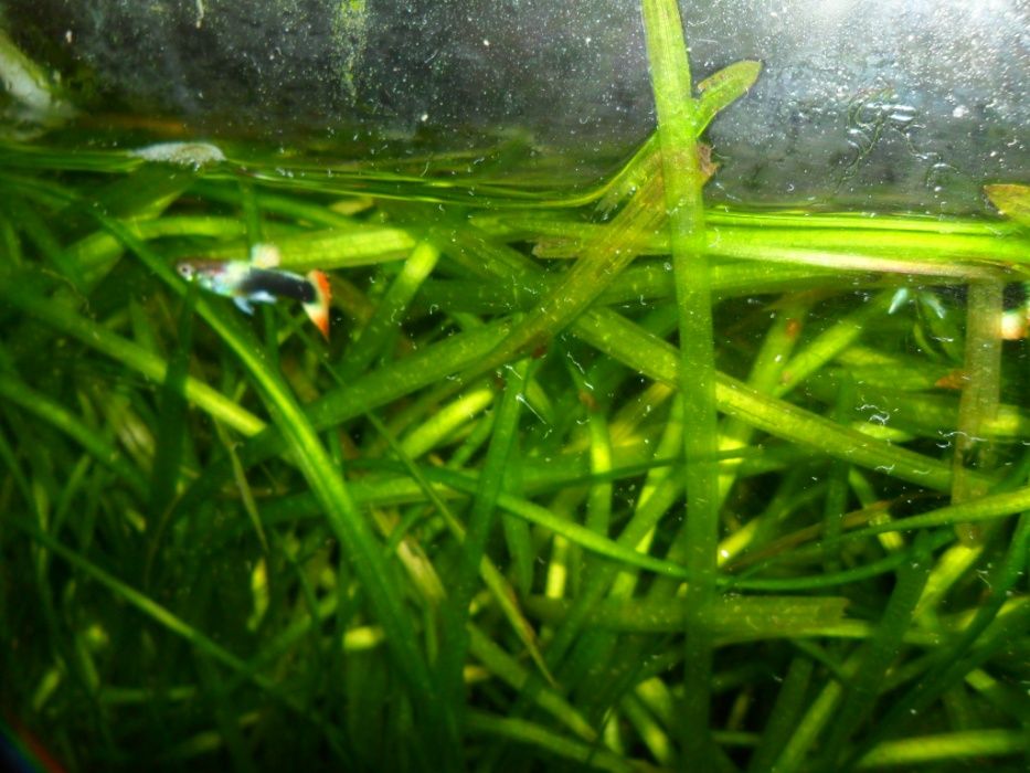 Гуппи,несколько цветовых форм.