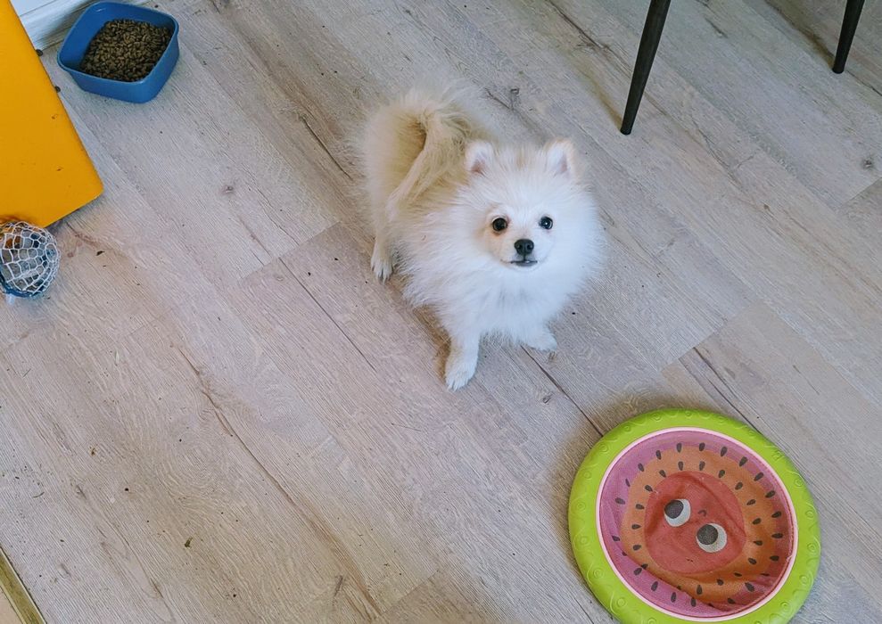 Померанський шпіц!