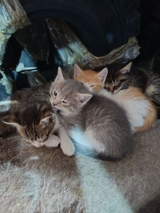 Грайливі кошенята
