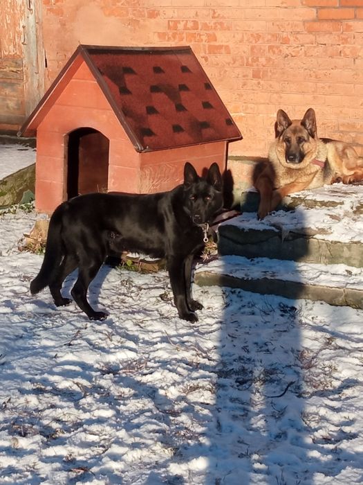 Добра німецька вівчарка на охорону