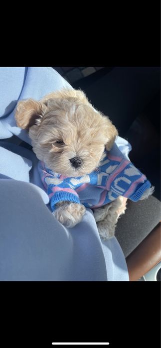 Ф1цуцики мальтіпу