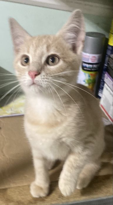 Прилаштовується у добрі ручки !