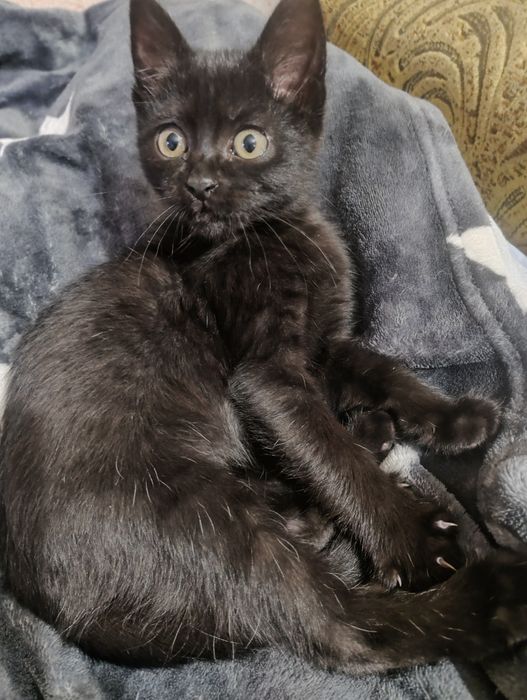 Віддам хлопчика в добрі руки, 2 місяця